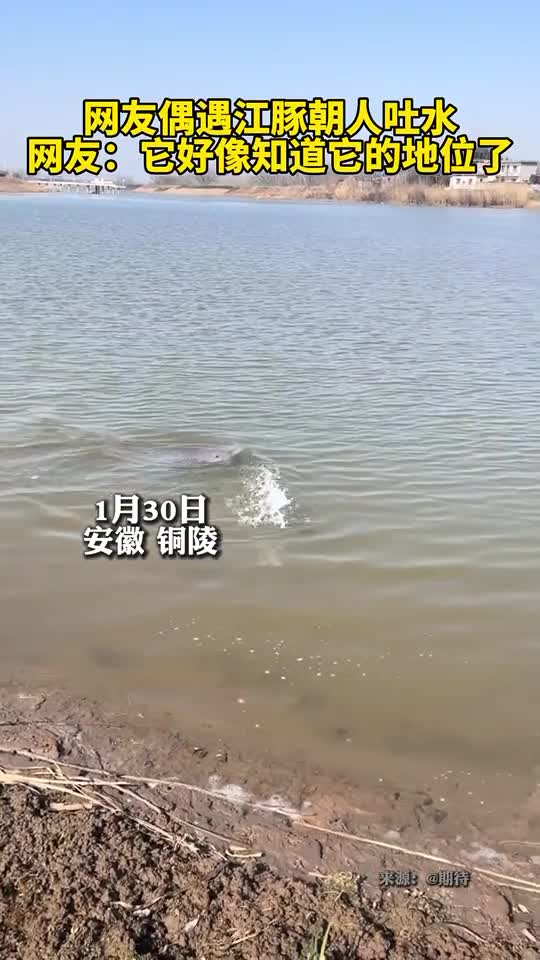 网友偶遇江豚朝人吐水网友它好像知道它的地位了