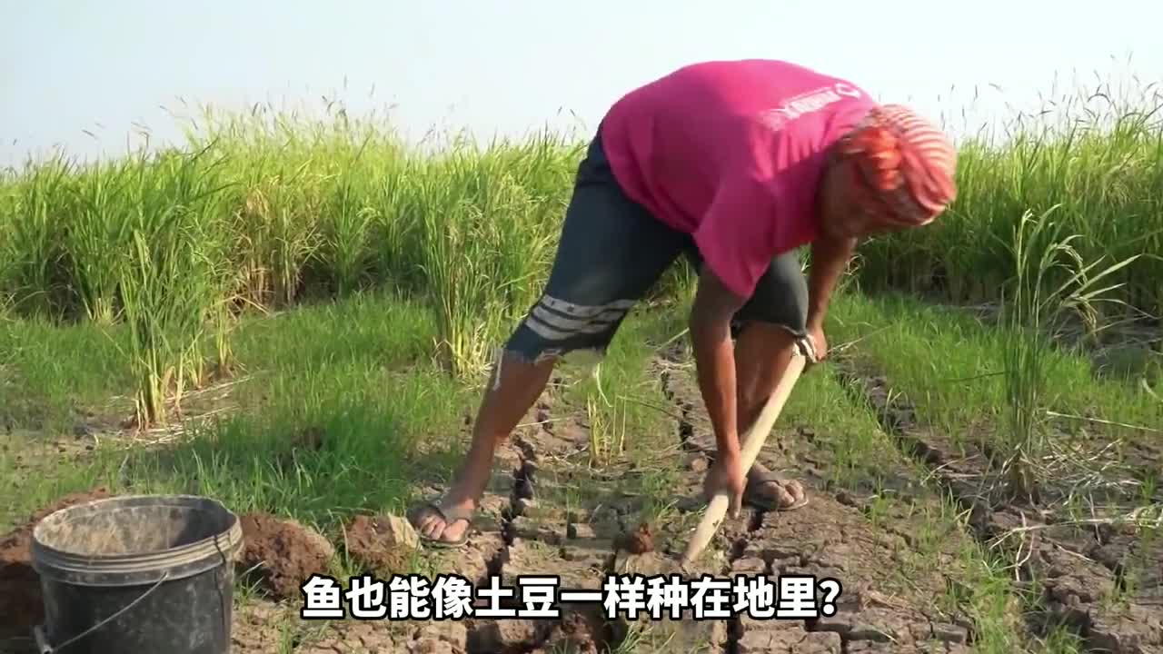 非洲的鱼能像土豆一样埋在地里4年一丰收挖出来还活蹦乱跳