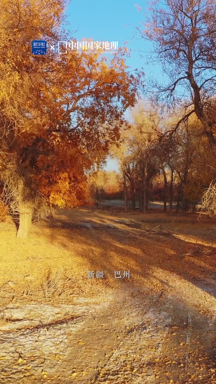 不识胡杨不知秋之璀璨在新疆的塔里木盆地胡杨林于秋季呈现出一派金灿灿的绚丽景象流水枯荣日出日落胡杨林屹立于此风骨凛凛
