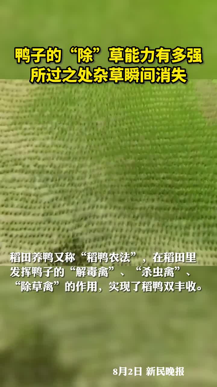 鸭子的除草能力有多强所过之处杂草瞬间消失