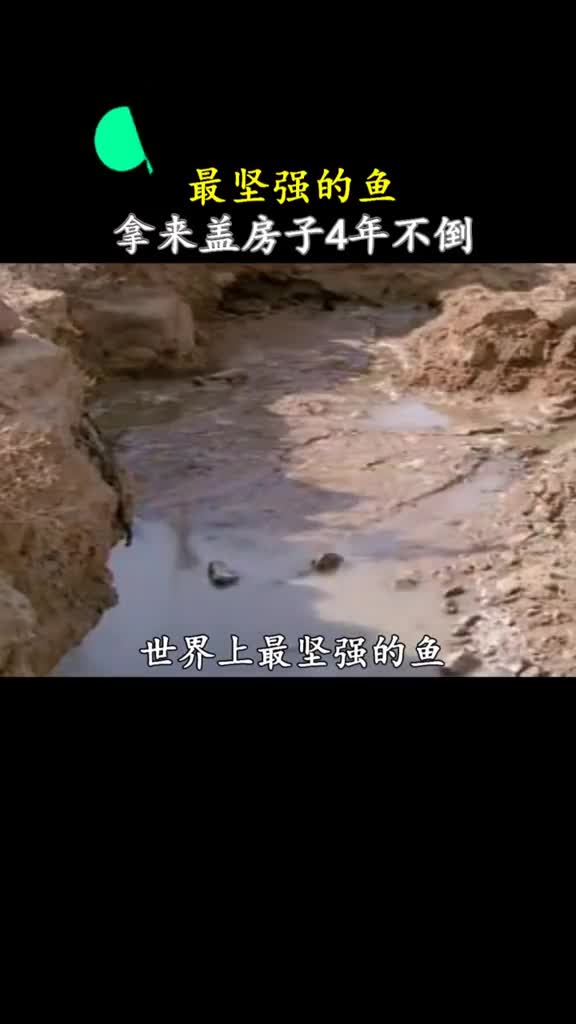 最坚强的鱼拿来盖房子4年都不倒