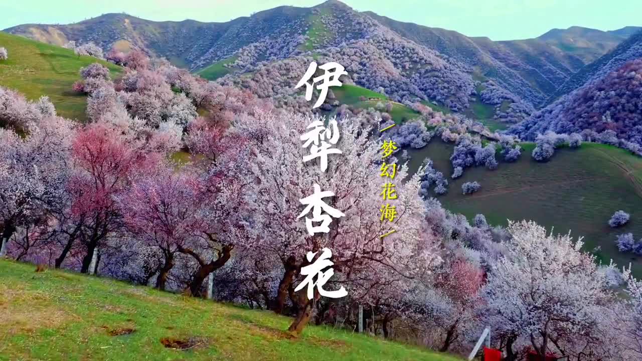 今天带大家云游新疆伊犁