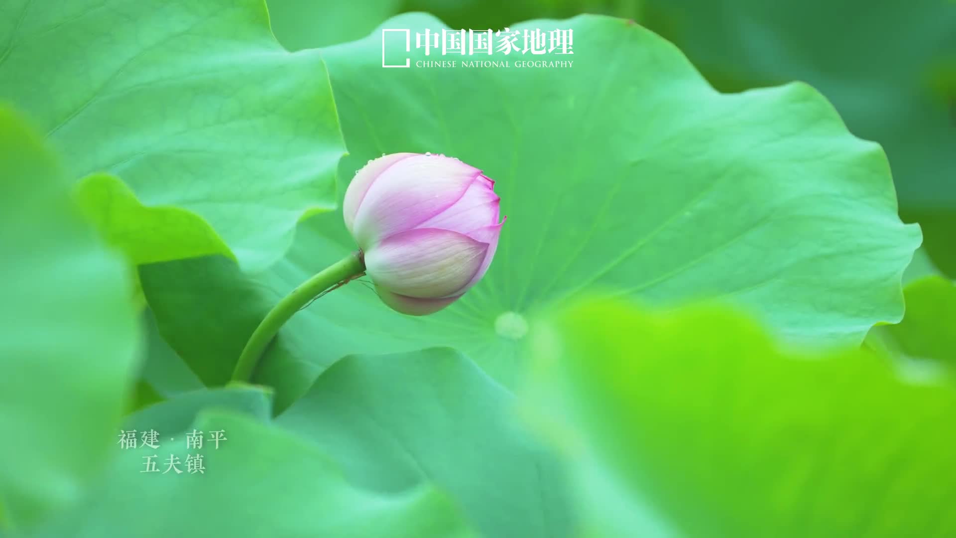 寻芳五夫朝圣朱子这里是朱子理学发源地福建南平的五夫镇自古就有邹鲁渊源之称是理学宗师朱熹从师就学40余年的地方盛夏时节万亩荷塘花开如画香远益清深厚的文化底蕴也为五夫的荷花增添了几分别样的神韵可谓是荷香带清凉置身心自静