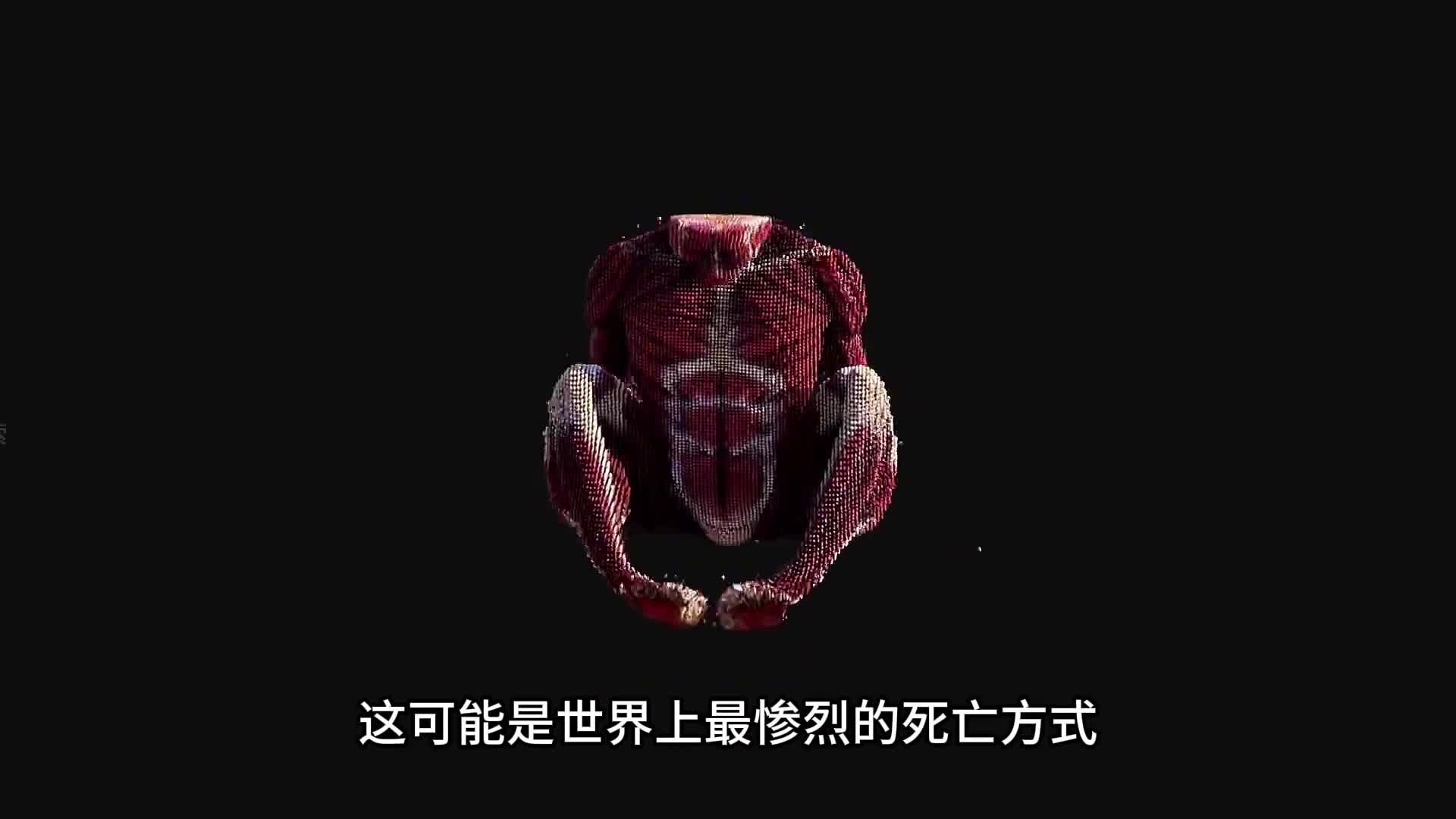 这可能是世界上最惨烈的死亡方式拜福德海豚号事故