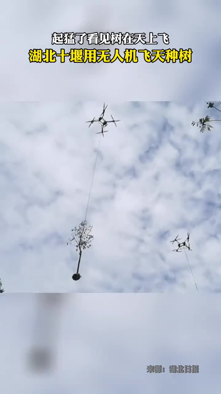 起猛了看到树在天上飞