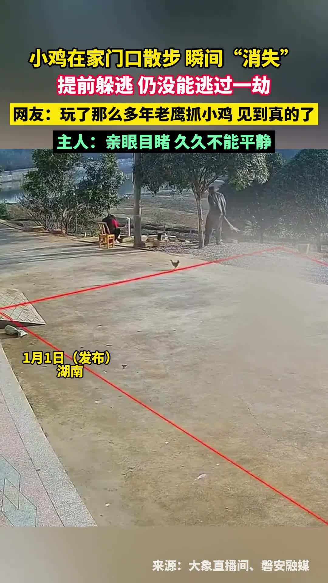 老鹰掠过院子瞬间捉走家鸡家鸡提前躲逃仍没能逃过一劫洪观新闻