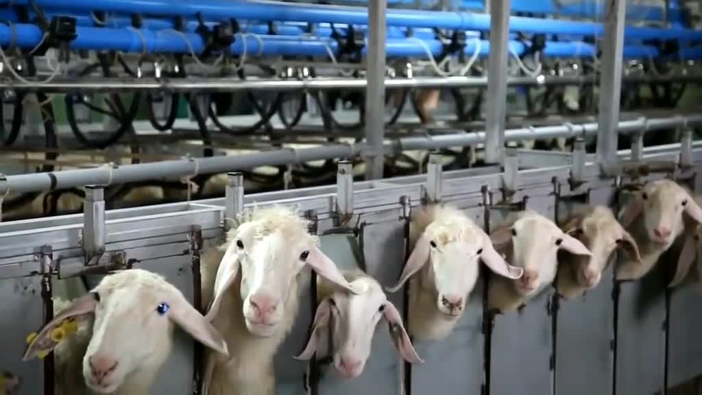 现代化养殖场实拍机械化挤奶工人轻松动物也舒服