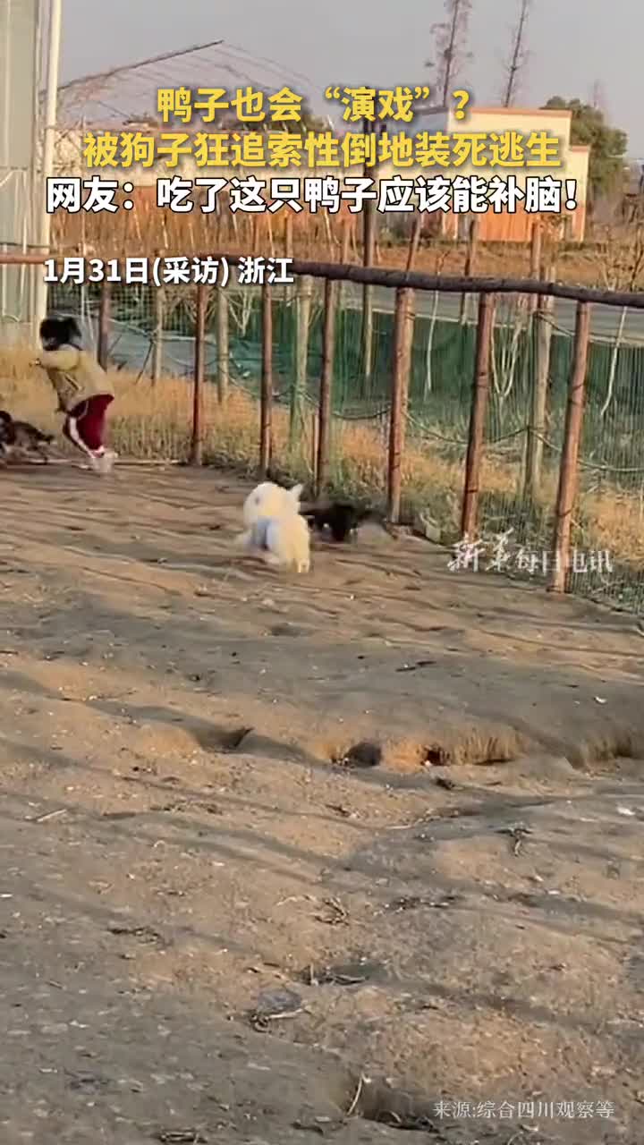 鸭子也会演戏被狗子狂追索性倒地装死逃生网友吃了这只鸭子应该能补脑