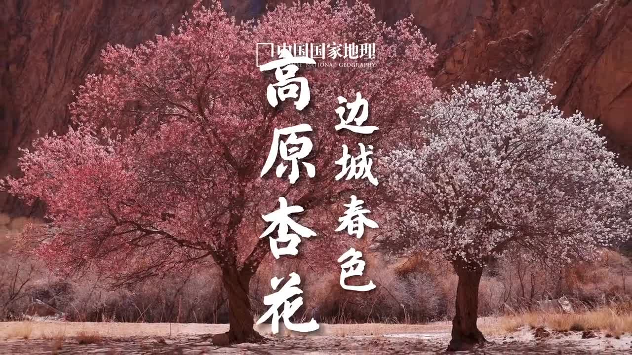 不到新疆不知杏花之美新疆喀什的塔什库尔干塔吉克自治县地处帕米尔高原东麓一县邻三国通常杏花春雨用来形容江南实际上杏花在新疆分布更广开得更盛春天灿若云霞的杏花点缀着背后荒芜的山峦这里每一个村庄都是杏花村