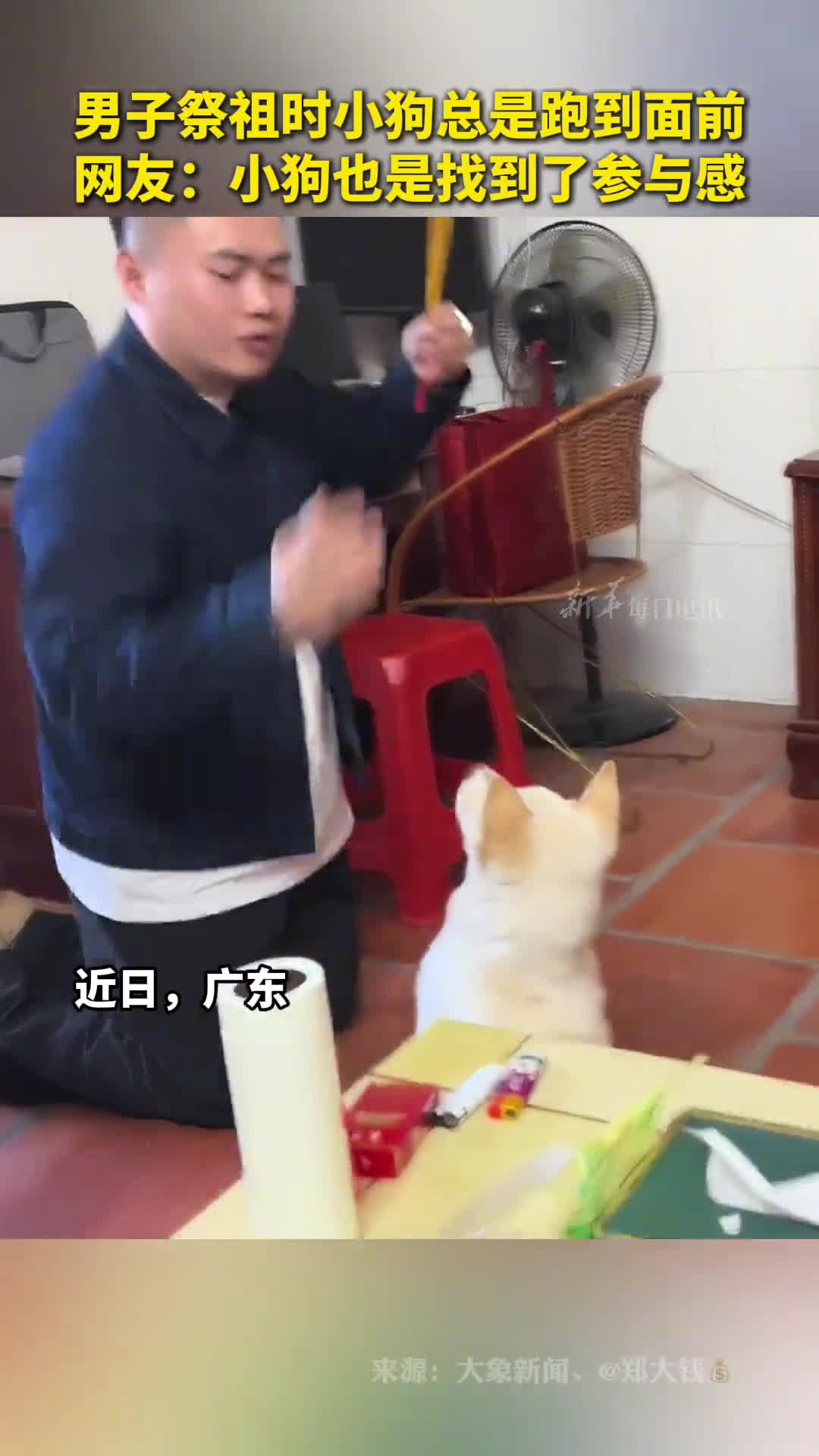 男子祭祖时小狗总是跑到面前网友小狗也是找到了参与感