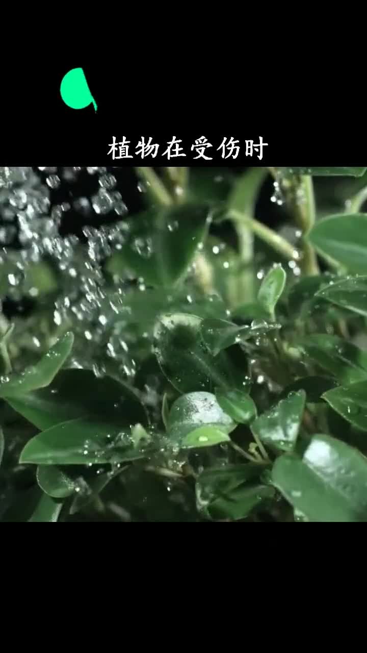 植物居然也会呐喊只是人类耳朵听不到