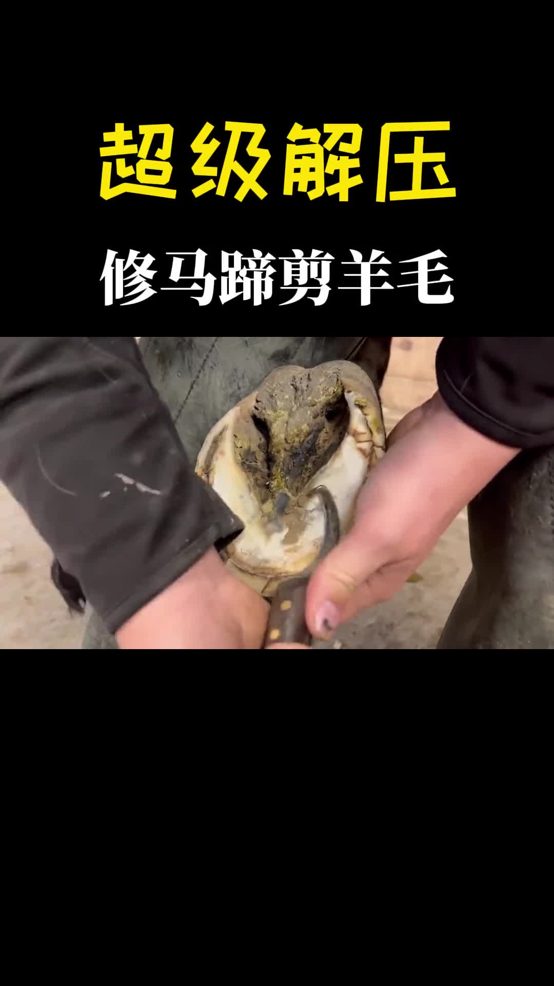 修马蹄剪羊毛真是太解压了根本停不下来