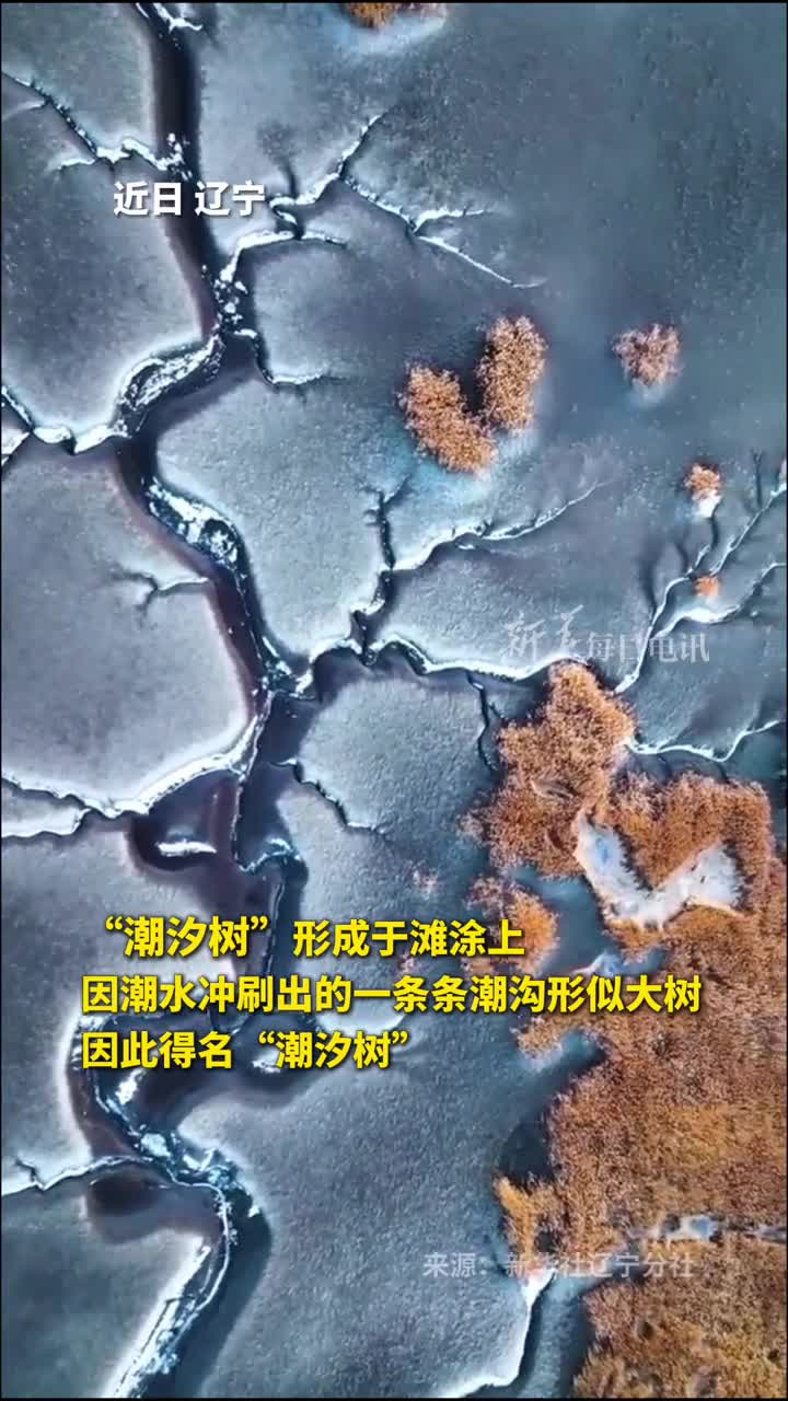 辽河口湿地潮汐树披冬装