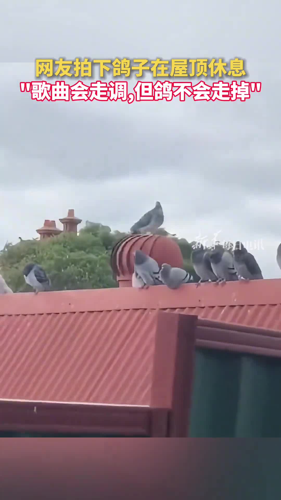 网友拍下鸽子在屋顶休息歌曲会走调但鸽不会走掉