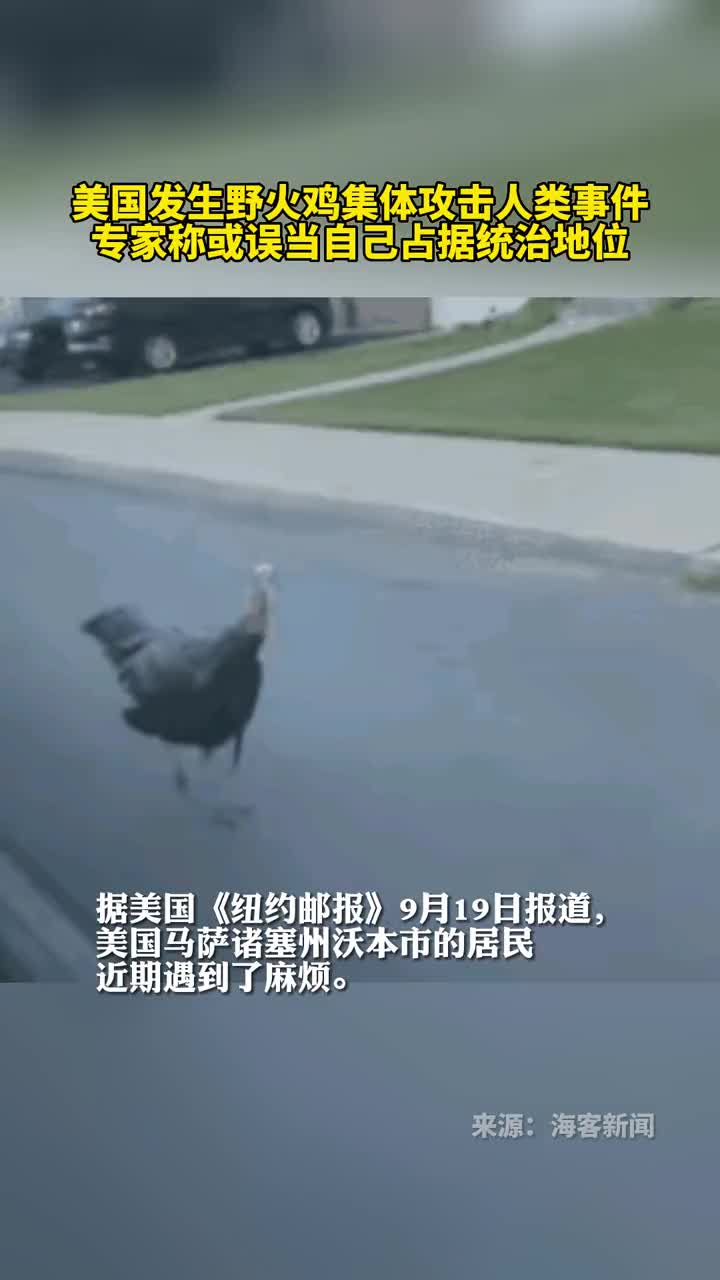 美国发生野火鸡集体攻击人类事件专家称或误当自己占据统治地位