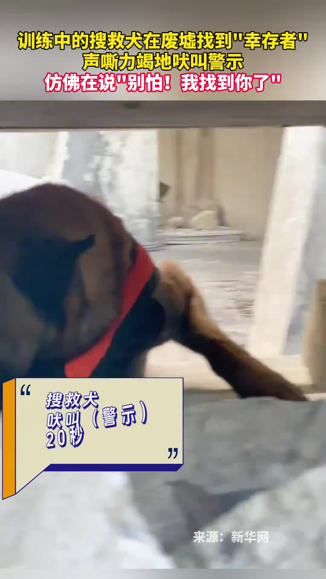 训练中的搜救犬在废墟找到幸存者嘶力竭地吠叫警示仿佛在说别怕我找到你了