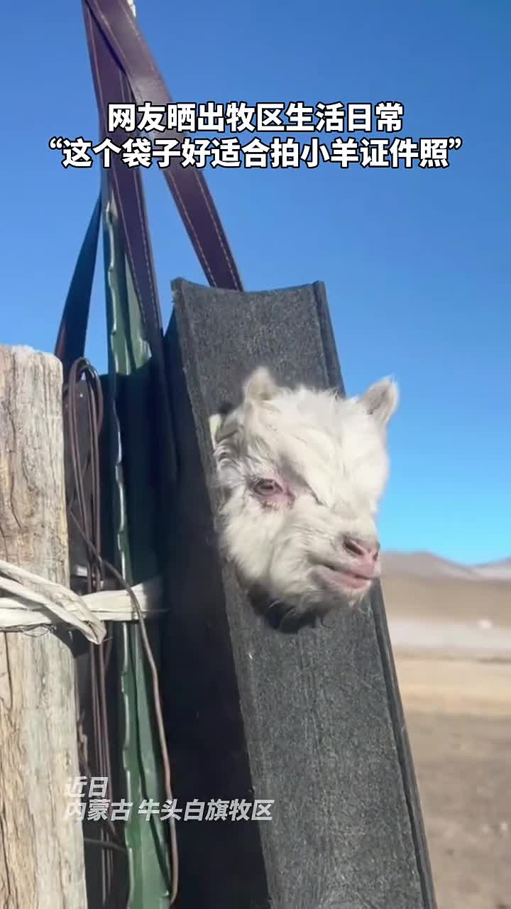 网友晒出牧区生活日常这个袋子好适合拍小羊证件照中国青年报