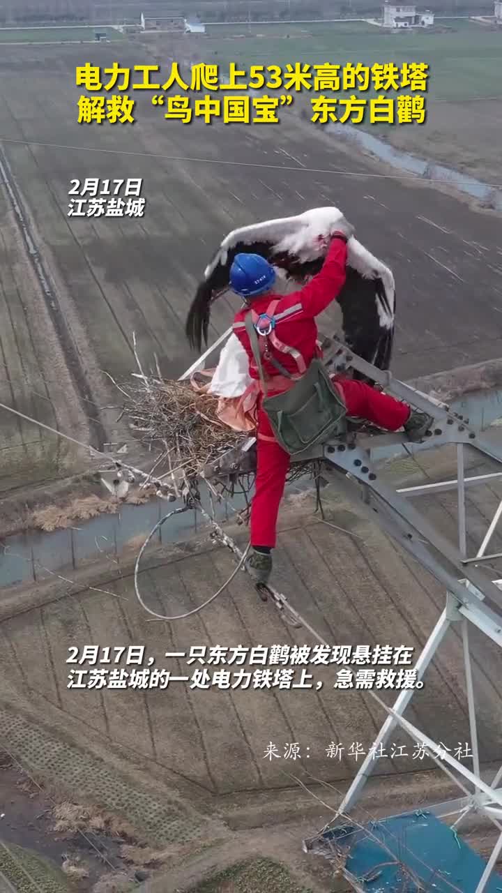 电力工人爬上53米高的铁塔解救鸟中国宝东方白鹳