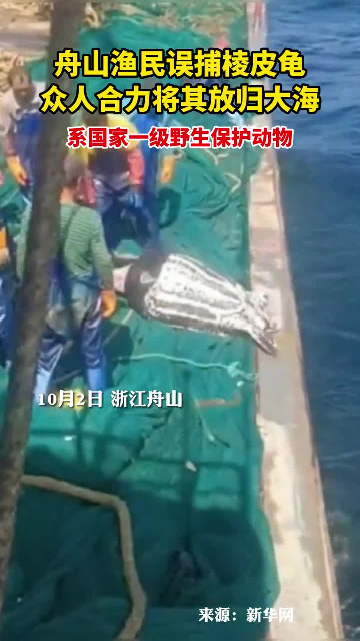 舟山渔民误捕棱皮龟众人合力将其放归大海