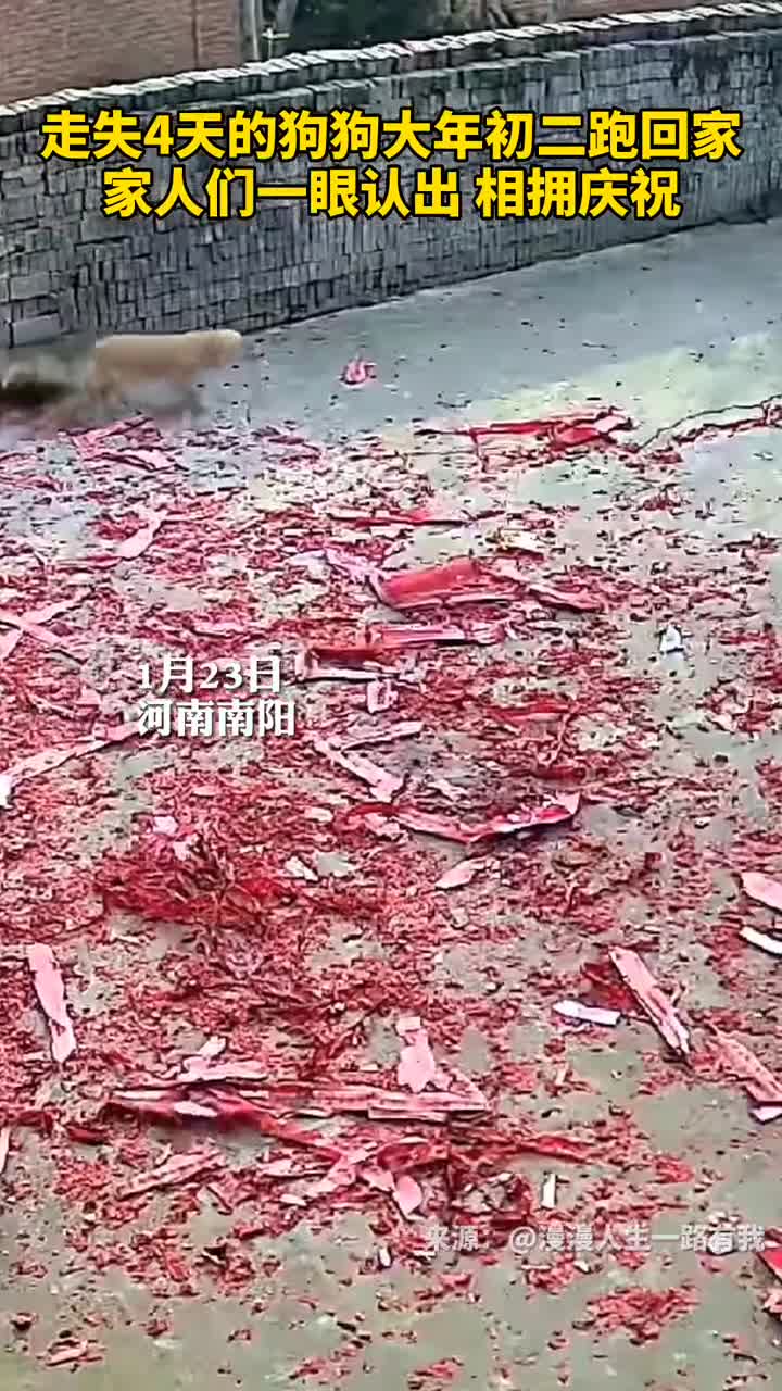 走失4天的狗狗大年初二跑回家家人们一眼认出相拥庆祝