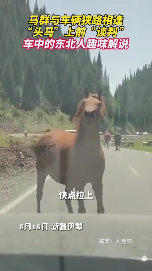 马群与车辆狭路相逢头马上前谈判车中的东北人趣味解说