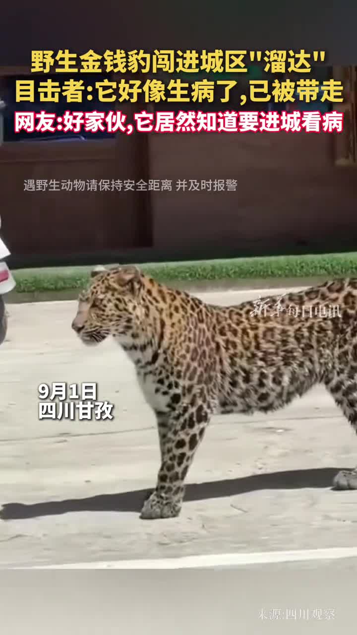 野生金钱豹闯进城区溜达目击者它好像生病了已被带走网友好家伙它居然知道要进城看病