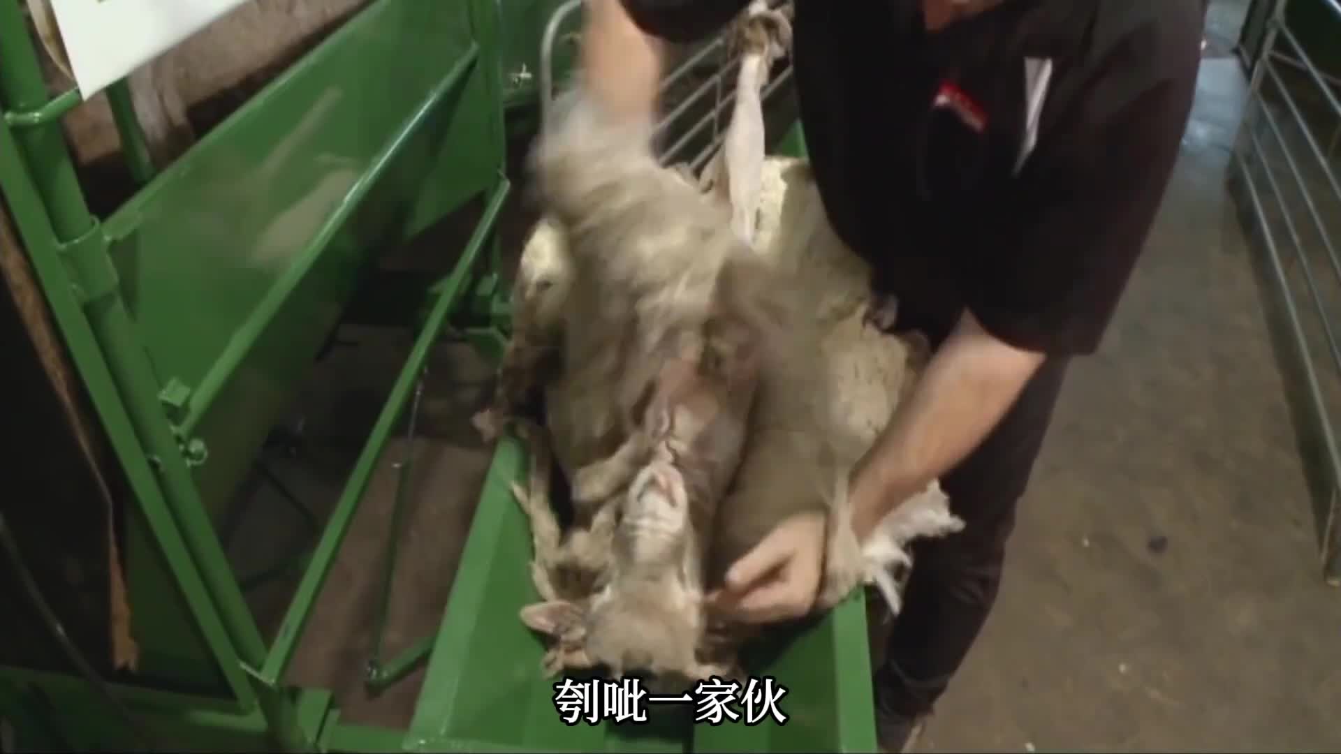 羊毛薅下来后到底是如何变成毛衣的