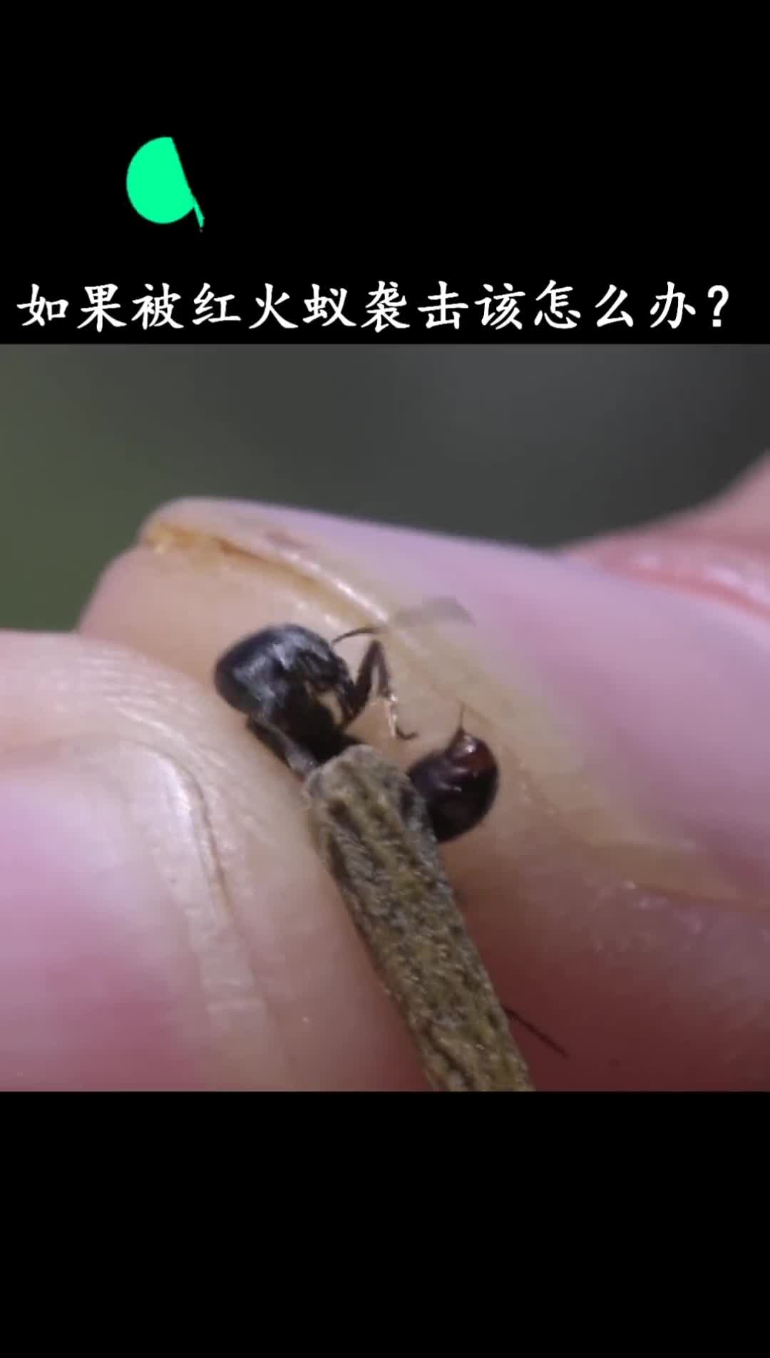 红火蚁虽小但也要做好防护知识