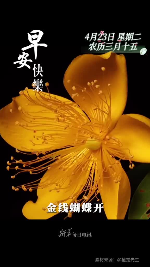 金线蝴蝶开吉祥又如意新的一天愿您美好如初幸福常伴早安