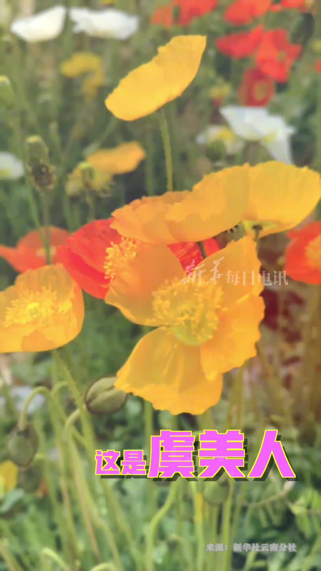 虞美人罂粟花傻傻分不清楚昆明警方教你一招分辨竟然是看腿毛