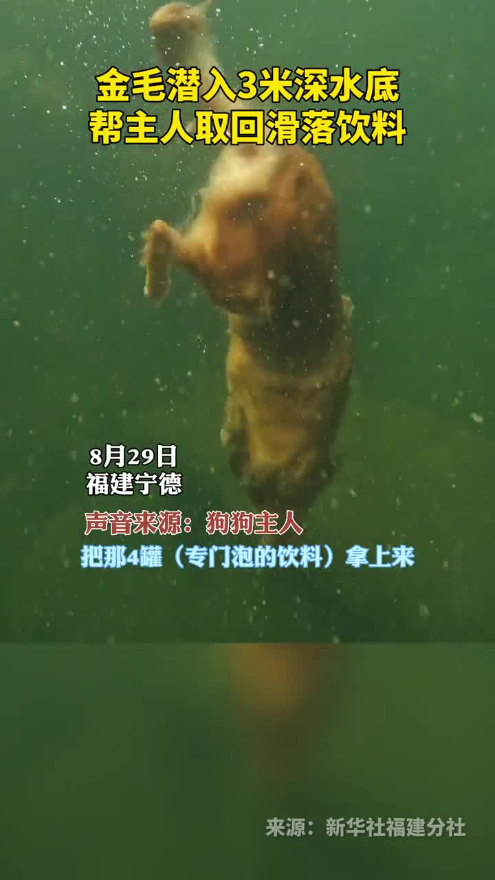 金毛潜入3米深水底帮主人取回滑落饮料