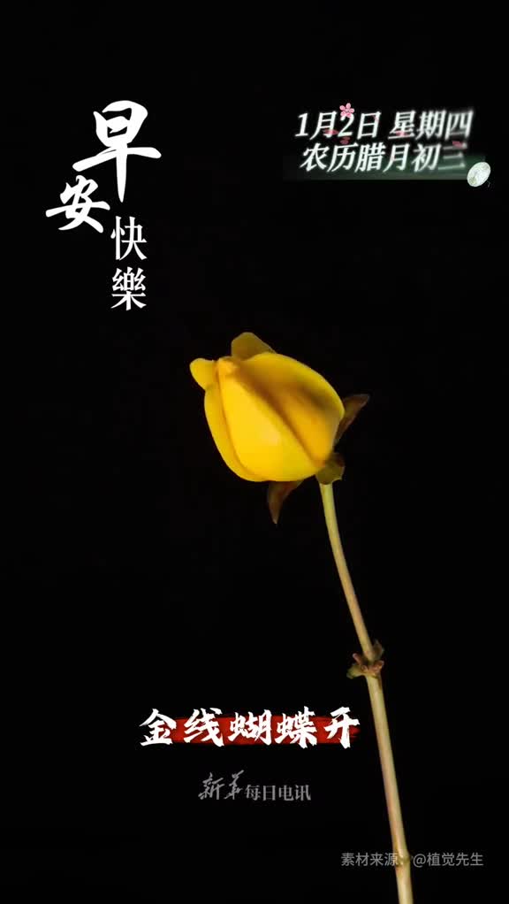 金线蝴蝶开福运翩翩来新的一天祝您和家人金玉满堂喜乐安康早安