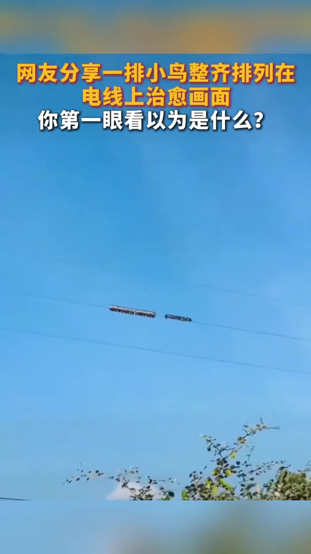 网友分享一排小鸟整齐排列在电线上治愈画面你第一眼看以为是什么