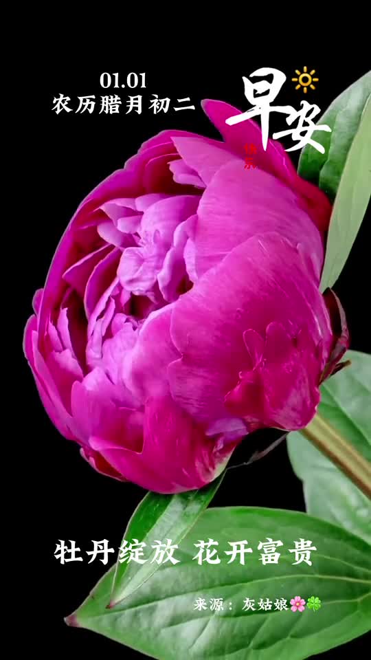 牡丹绽放花开富贵新的一天愿您吉星高照八方来财早安