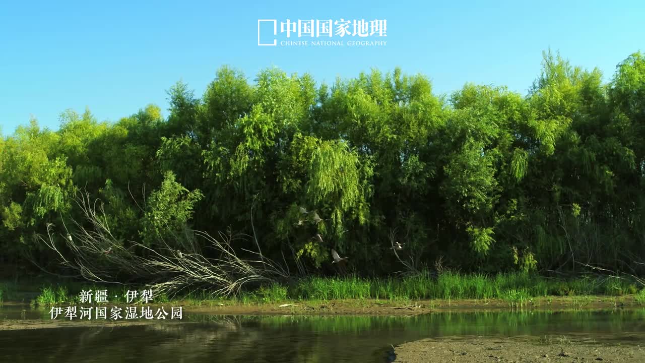 不到伊犁不知新疆之美位于新疆伊犁的伊犁河湿地公园是动植物肆意生长的天然乐园这里河谷宽展纵横交错的水道构成了辽阔幽深曲折的水面形态优秀的河流湿地孕育着大面积的植被因此这里也成为了众多珍稀野生动物的栖息地