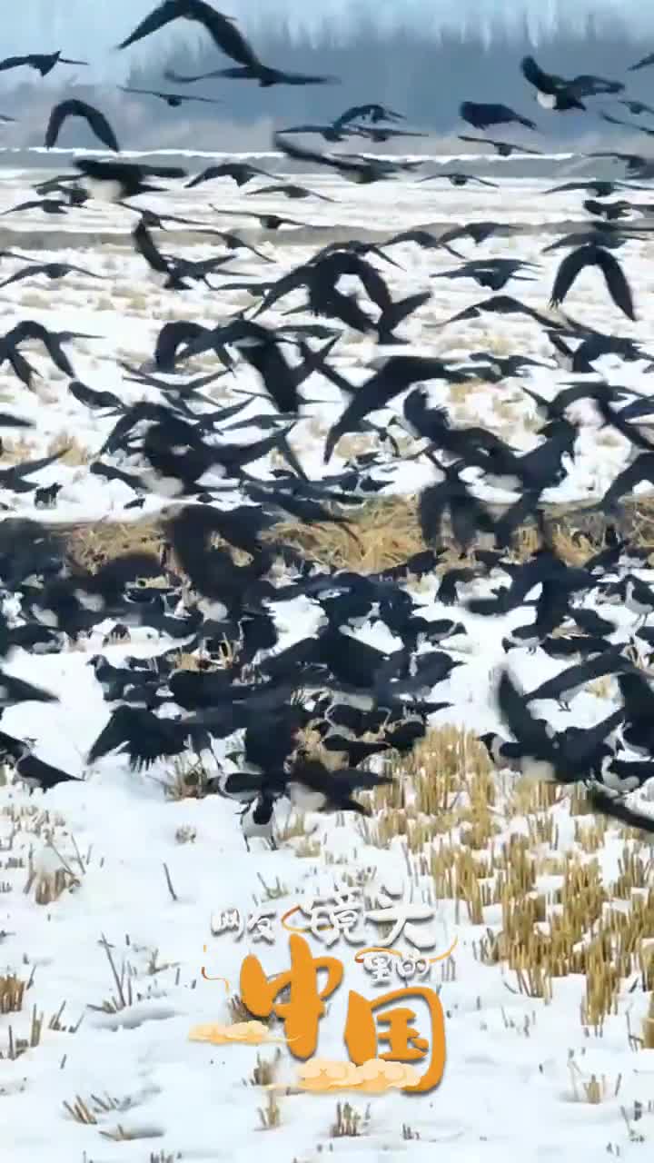 荆棘被原野群鸟飞翩翩