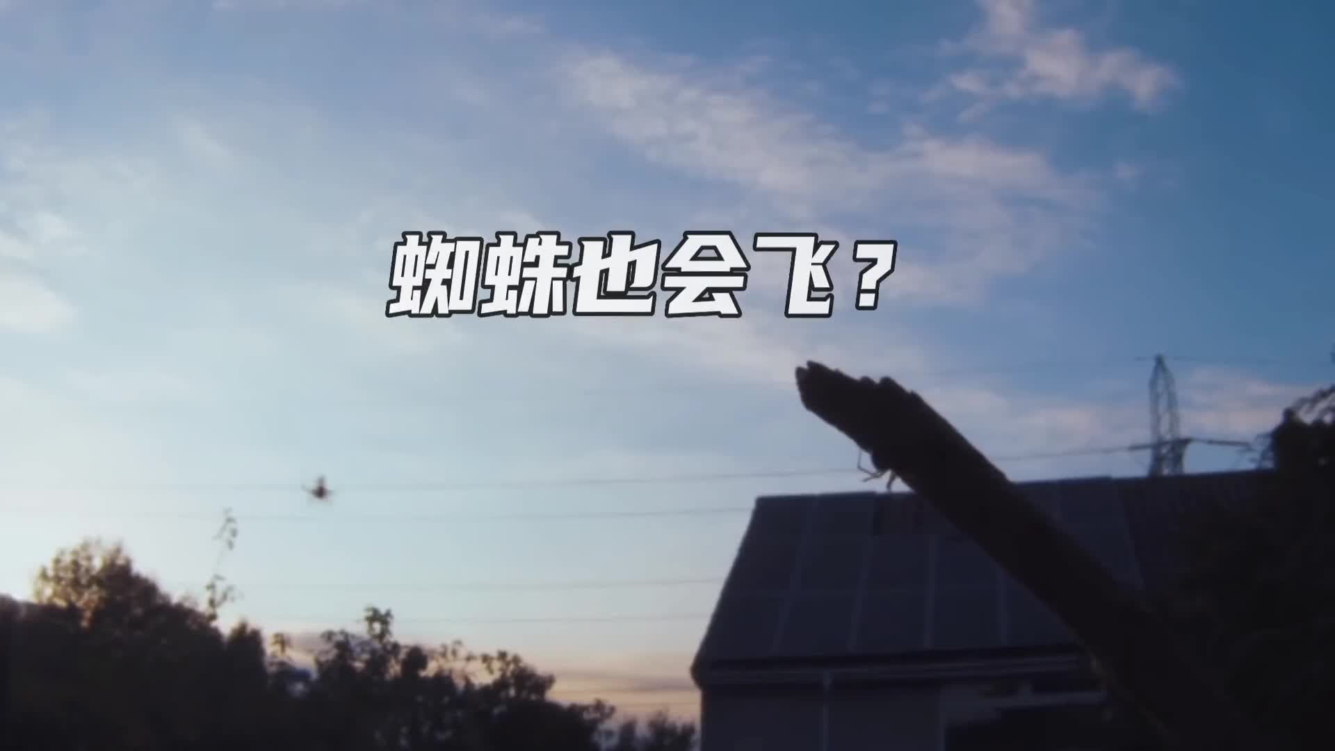 蜘蛛也会飞没有翅膀自己发电就能上天