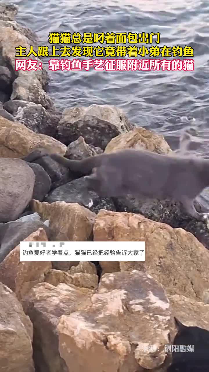 猫猫总是叼着面包出门主人跟上去发现它竟带着小弟在钓鱼网友靠钓鱼手艺征服附近所有的猫