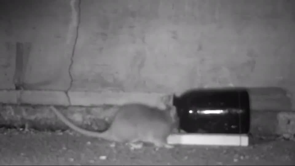 这样也能抓到老鼠