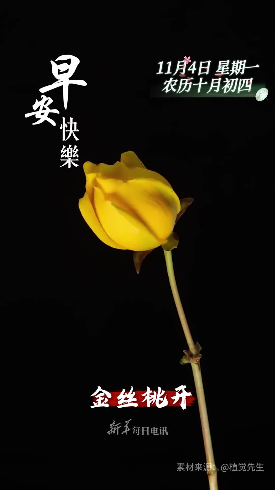 金丝桃开迎喜纳福新的一天开始祝您和家人福星高照万事可期早安