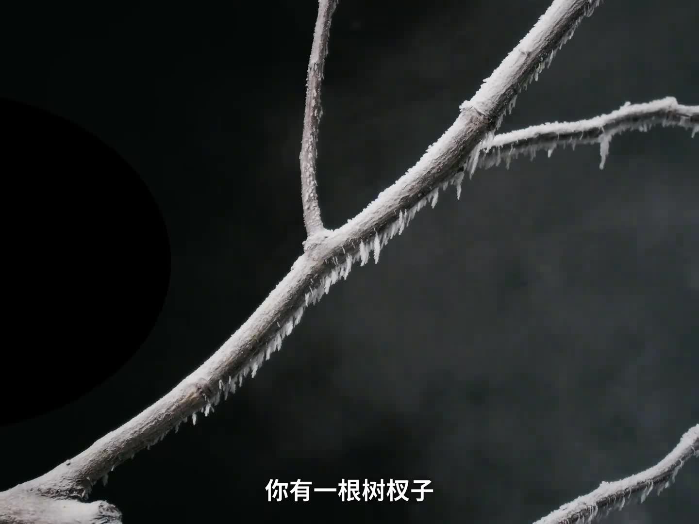 答应我去东北看一次雾凇跟星球研究所主创桢公子本桢一起在冬天看繁花满天