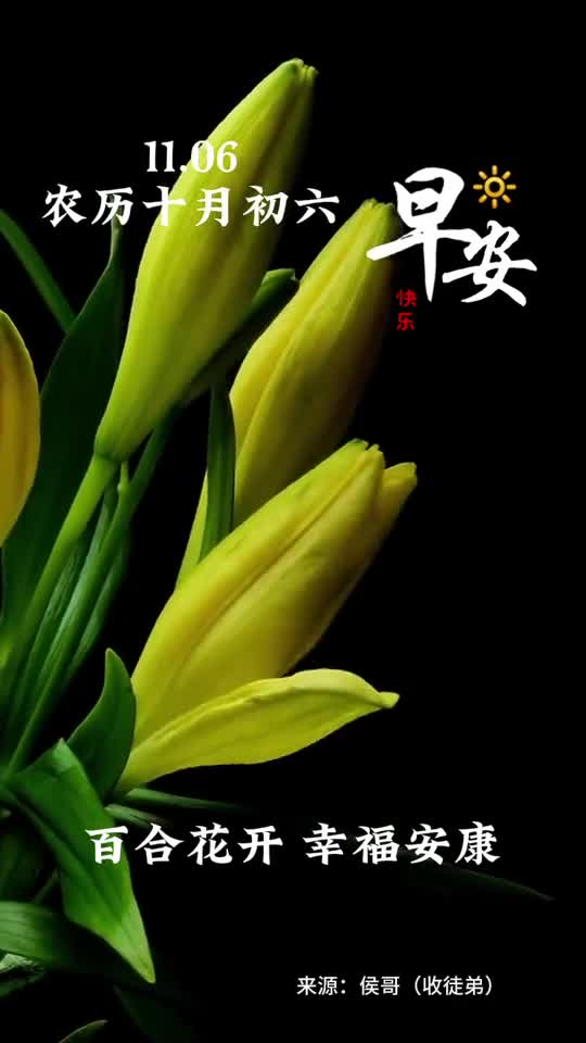 百合花开幸福安康新的一天愿你生活浪漫笑口常开早安