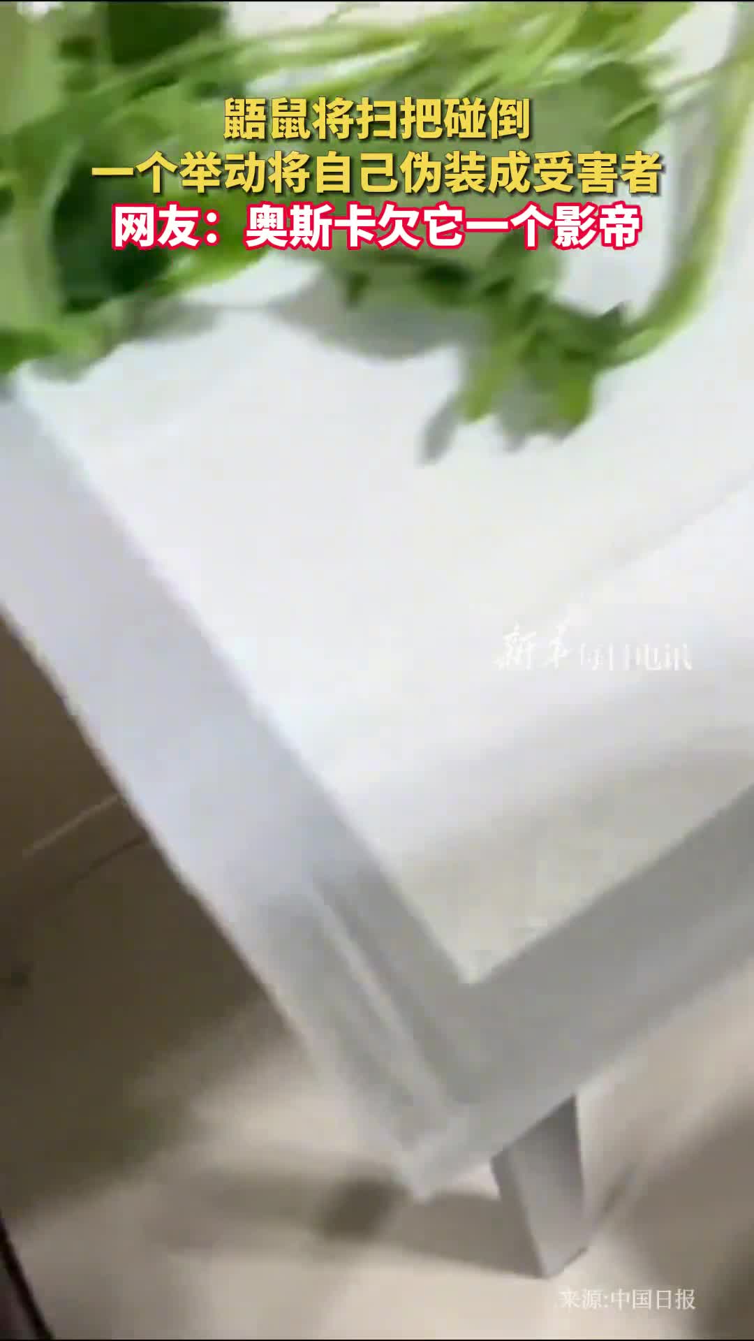 鼯鼠将扫把碰倒一个举动将自己伪装成受害者网友奥斯卡欠它一个影帝