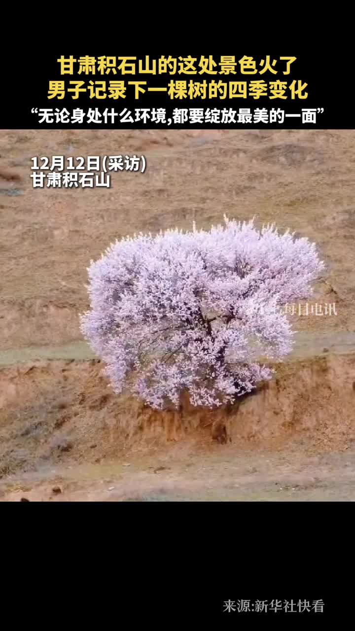 甘肃积石山的这处景色火了男子记录下一棵树的四季变化无论身处什么环境都要绽放最美的一面