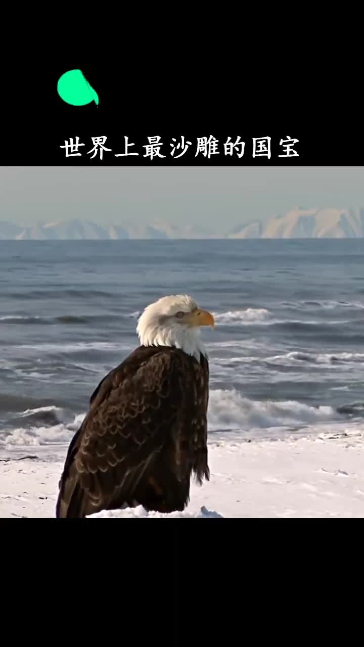 最沙雕的国宝一走路形象全毁了