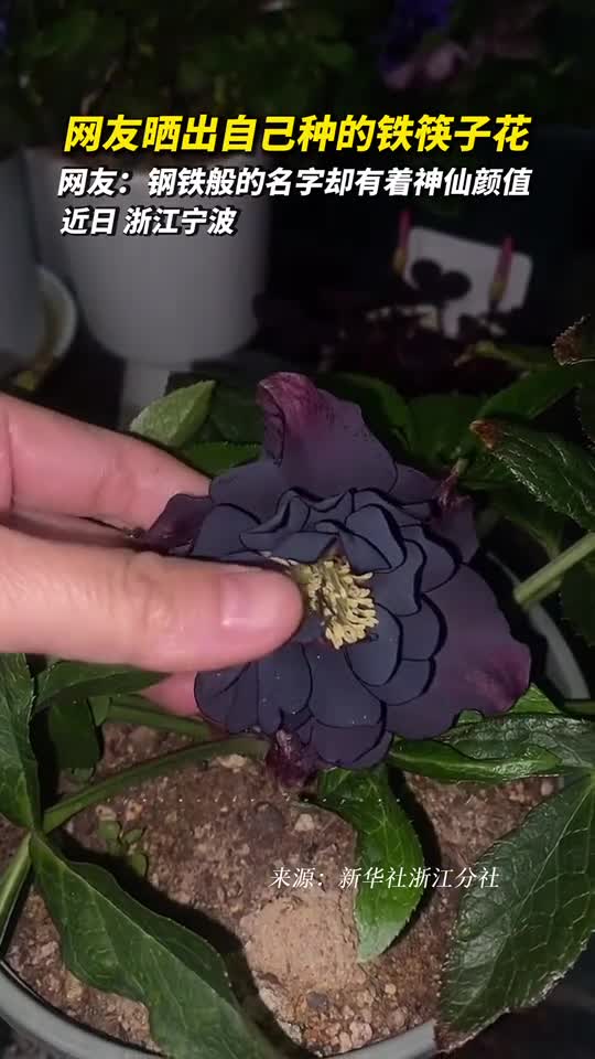 网友晒出自己种的铁筷子花网友钢铁般的名字却有着神仙颜值