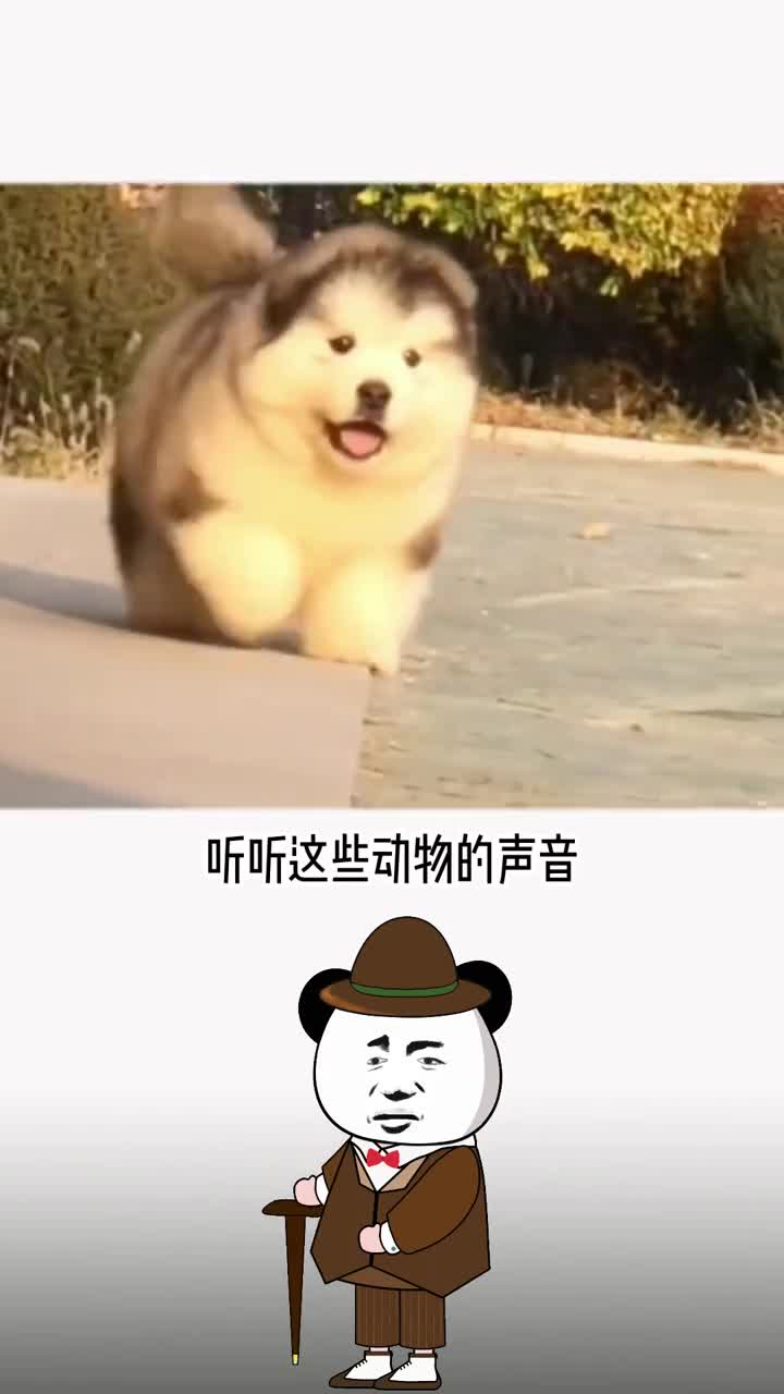 这些令人震惊的动物声音会打破你的三观