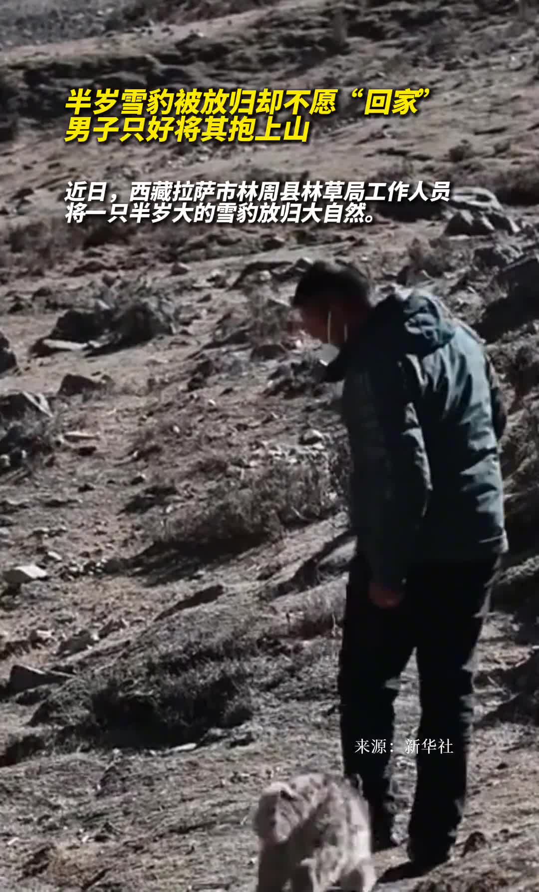 男子放归不愿回家雪豹只能抱上山