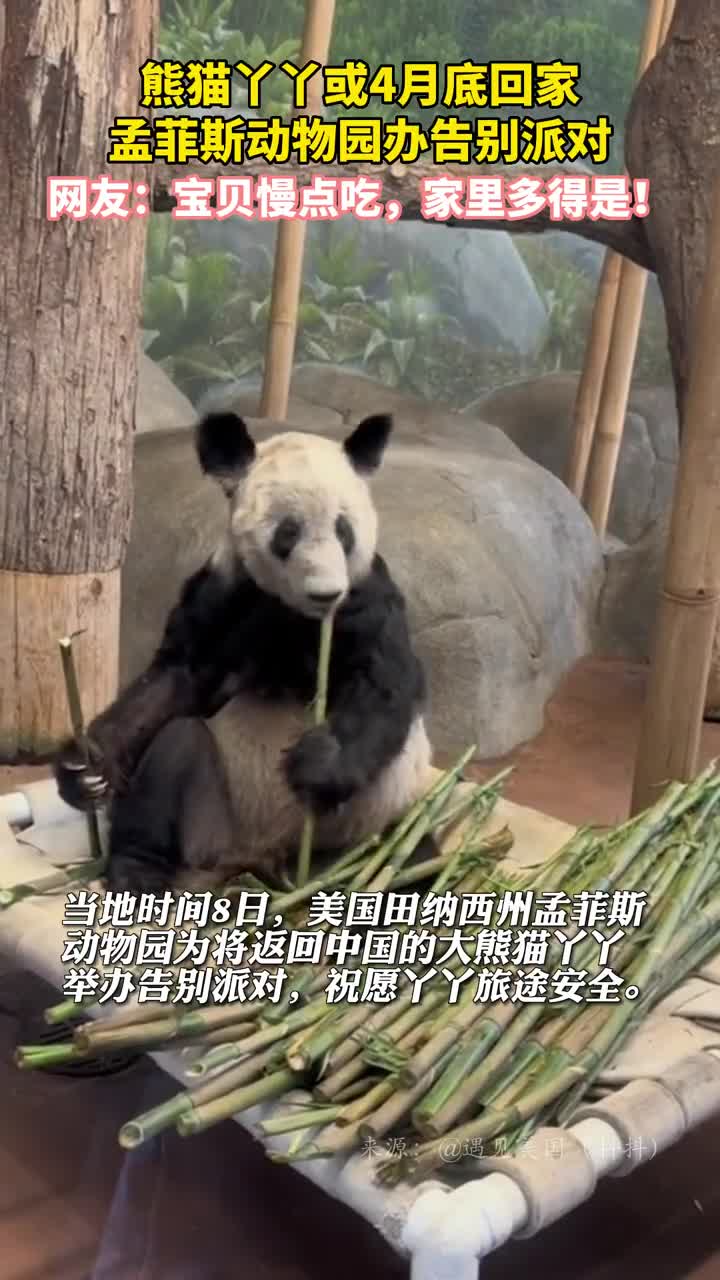 熊猫丫丫或4月底回家孟菲斯动物园办告别派对网友宝贝慢点吃家里多得是