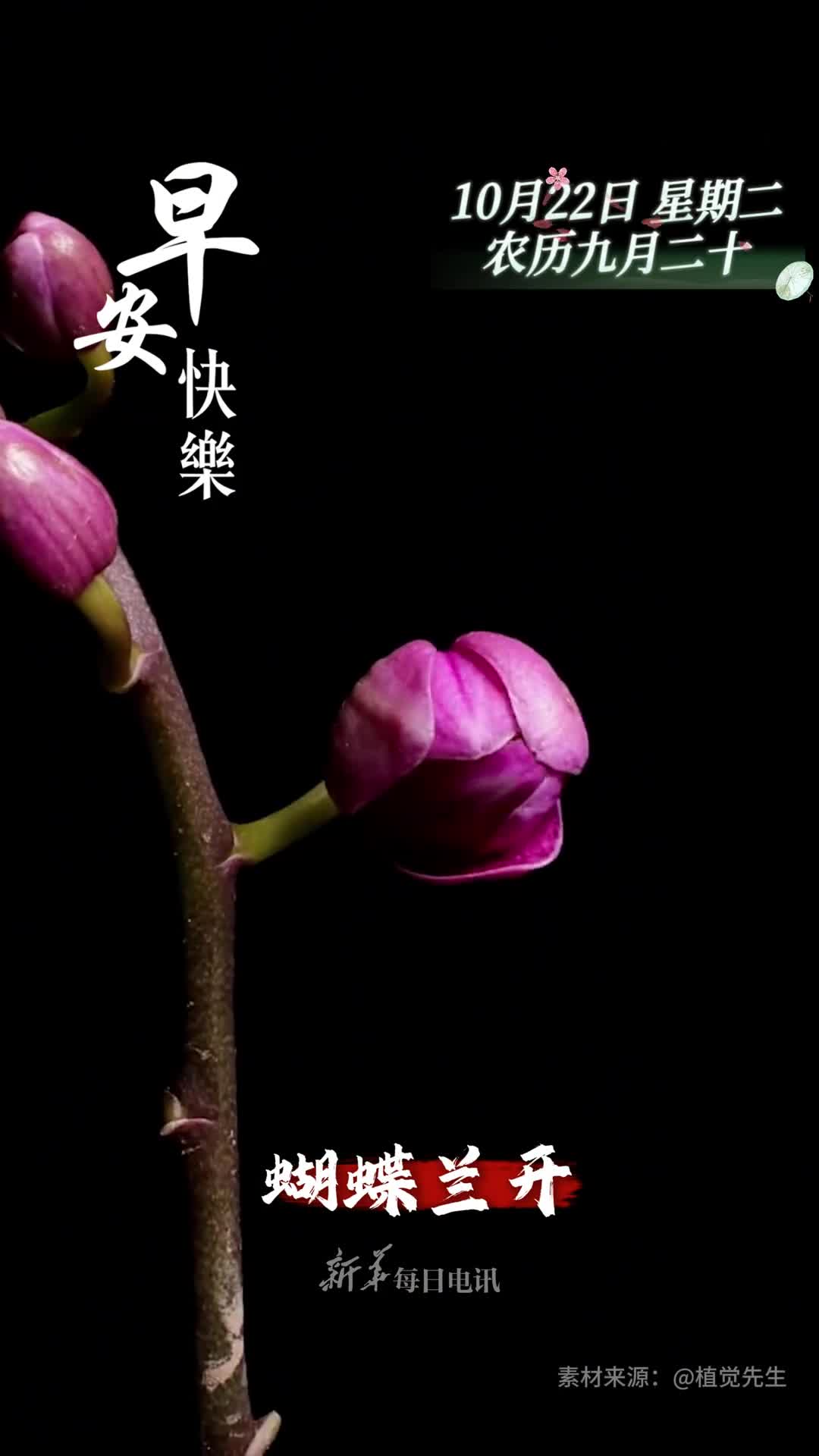 蝴蝶兰开幸福常在新的一天祝您和家人福旺财旺心想事成早安